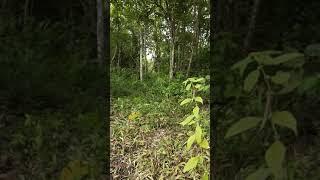 Download lagu merbah lekir mp3 Download lagu merbah lekir mp3