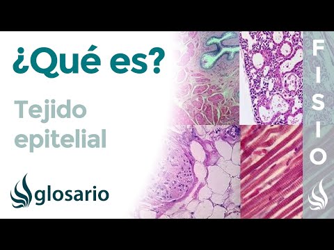 Epithelial tissue | What it is, components, location, classification, and function