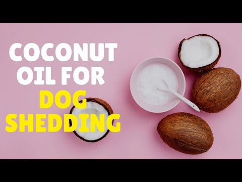 YouTube video about: Does coconut oil help with dog shedding?