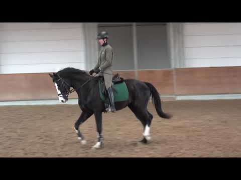 Emilio Sanchez -  Grand Cru, Hannoveraner, Wallach * 2018