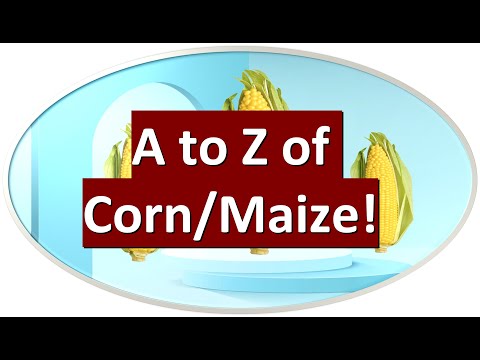Uncover the Secrets of Corn—From Uses to Grades, You Won't Believe What You'll Learn!