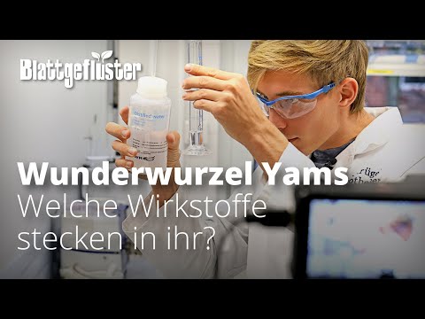 Das Geheimnis der "Wunderwurzel" Yams: Wie ein Apotheker ihre Wirkstoffe herausfindet...