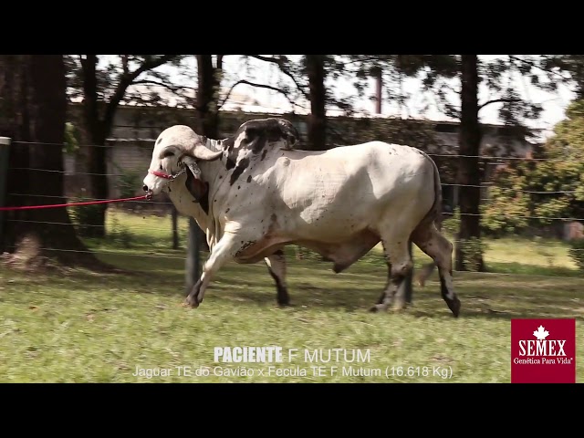 PACIENTE - Gyr Lechero 