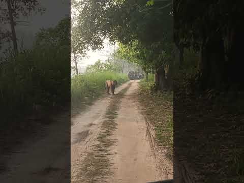 pilibhit tiger reserve safari 8923293506