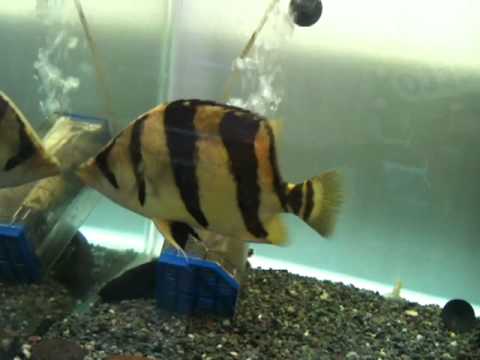 New 8" ST Super Golden Creamy Bright Yellow Base 2.MOV