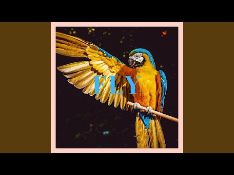 Fly video