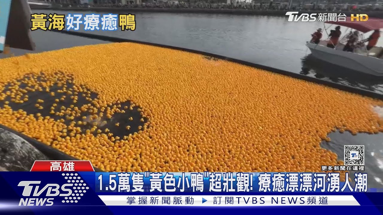 1.5萬隻「黃色小鴨」超壯觀! 療癒漂漂河湧人潮