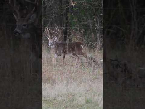 Daniel Arms of @ArmsFamilyHomestead Misses A Giant! #hunting #outdoors #bowhunting #archery