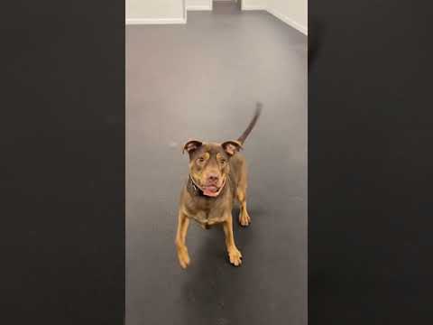 Phoenix, an adoptable Doberman Pinscher Mix in Hatfield, PA_image-1