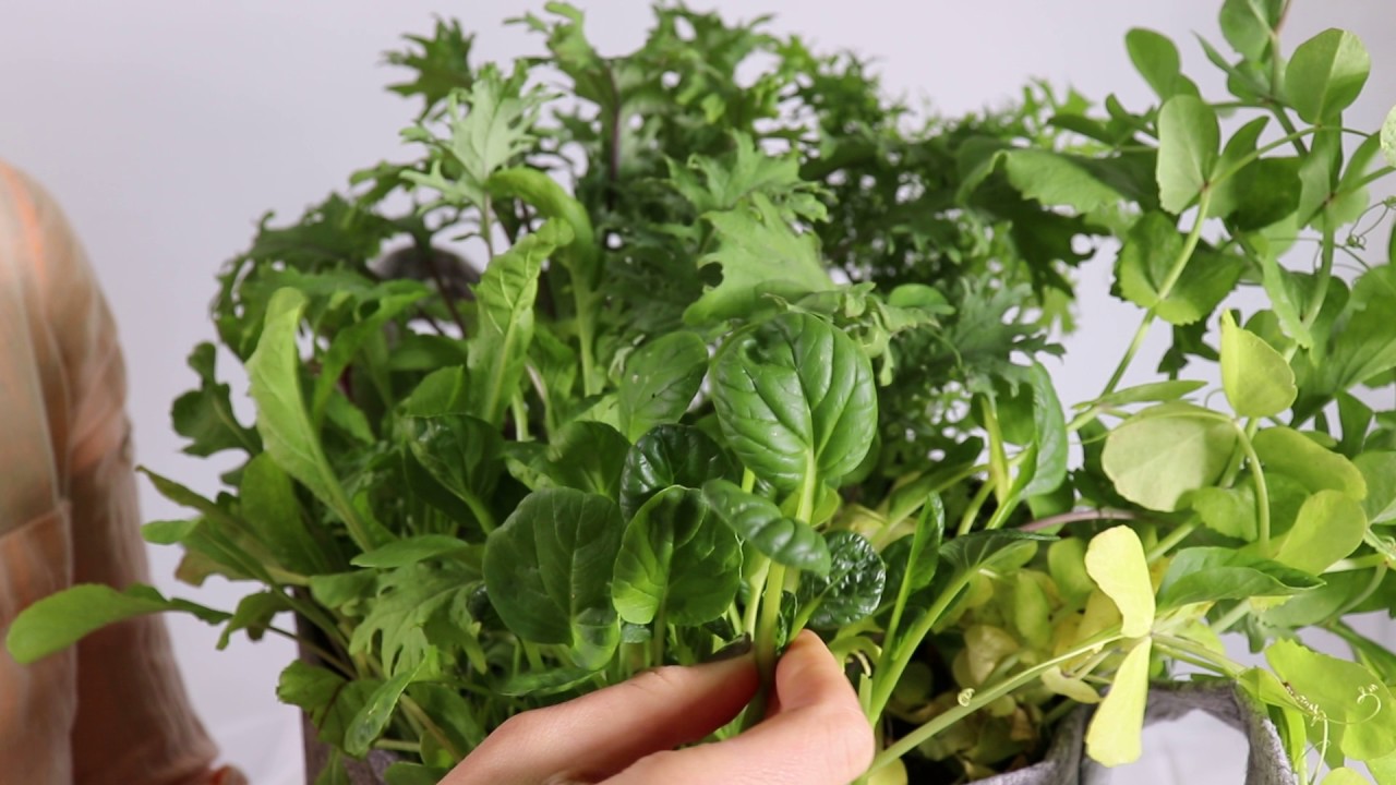 How To Harvest Tatsoi - YouTube