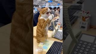 ニャンコールセンターのクレーム客担当（笑）