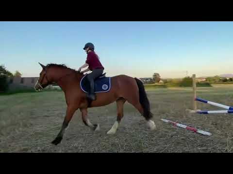 Cob, Mare, 14.3 hh - Image 2