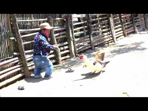 Mampus Lo Boncel Di Hajar Bebek | Makanya Jangan Suka Iseng