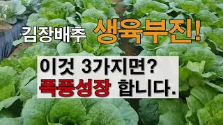 김장배추 생육부진 이것 3가지 면 폭풍성장 합니다. #주말농장 도시텃밭 김장배추 가꾸기.