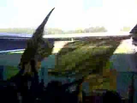 De Graafschap v NAC: 0 - 1