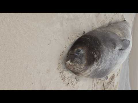 Recomendaciones a seguir ante aparición de elefante marino en playa de Canelones