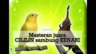 Download lagu Masteran murai batu juara cililin sambung kenari mp3 Download lagu Masteran murai batu juara cililin sambung kenari mp3