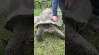 Koraline loves a good shell scratch! 🐢 😃
