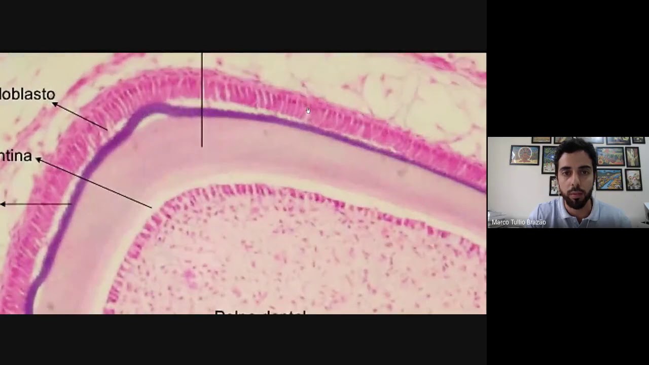 Amelogênese dentária