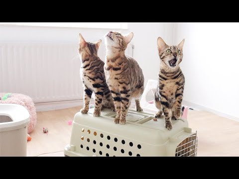 Bengal Cats Explore their new Cat Room