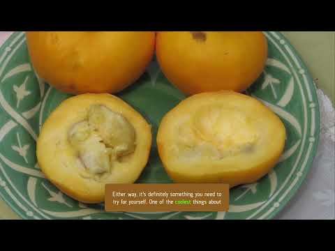 Discovering the Exotic Flavors of Araza - A Comprehensive Guide