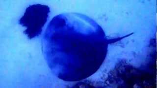 preview picture of video 'Amazing Stingray video at Lord Howe Island'