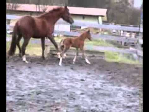 Lincoln - HF von Livaldon - Dancier - Feinbrand