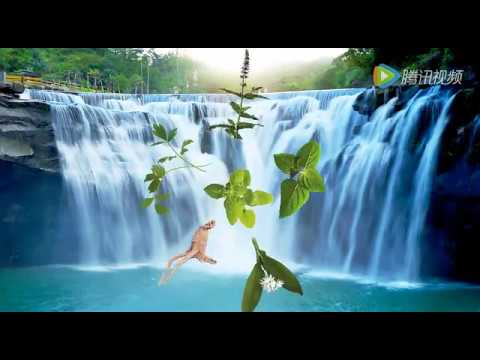 Oral Chinese medicine