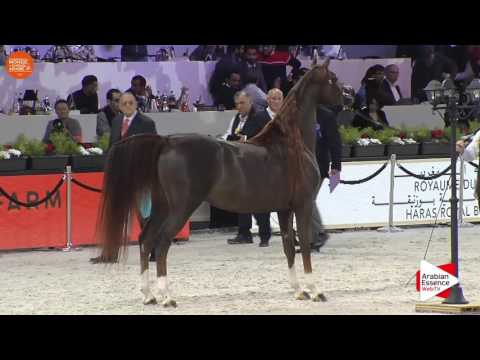 1ST - N.122 IM BAYARD CATHARE - Paris 2016 - Stallions 4 years old and more (Class CM6 B)