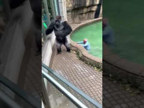 American Zoo: Big Gorilla’s Hilarious Reaction Shocks Visitors!