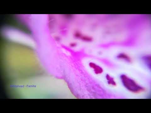 Giddyhead -  Famille (Tour De Traum XV)