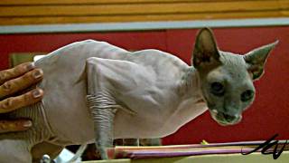 Tonkinese - Burmese  Siamese Cross -  TICA Cat Breed