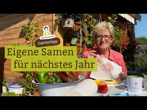 Take your own seeds of your favorite varieties: seeds of tomatoes, peppers, chilies for next year