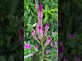 This is a cock's comb plant