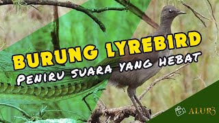 Download lagu Burung lyrebird, Peniru Suara yang Hebat #unik #lyrebird #suaraburung #pecintaburung #burungkicau mp3