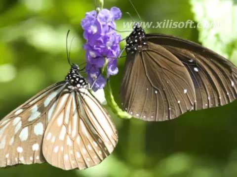 ~~Ananda Sriya~~DHARMADASA-LATHA WALPOLA~~By:Sujeewa Munugoda~~