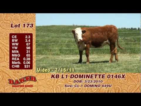 Lot 173: KB L1 DOMINETTE 0146X