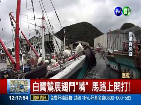 白鷺鷥展翅鬥"嘴" 馬路上開打!