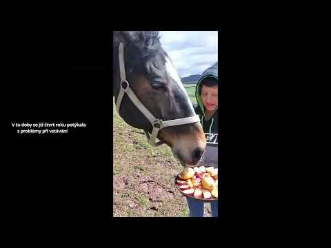 Důstojný život pro staré koně