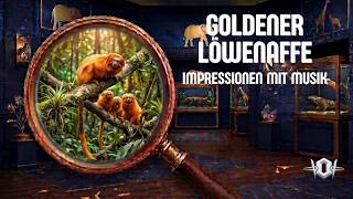 Goldener Löwenaffe-Impressionen mit Musik | Die Tiere im Allwetterzoo 
