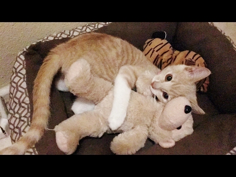 Kitten play with stuffed animals, kitten toys