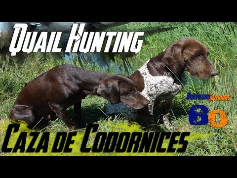 CAZA de CODORNICES con Kai #10 | QUAIL HUNTING | HD