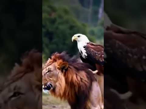 #jungleking #eagles #beats #music #lion #wildlife #animals