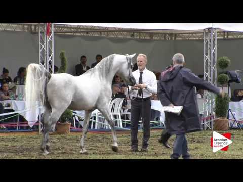 2016 - Italian National Championships - Stallions 4-6 years (Class 10) - 3rd place: n°97 FREE GANGES