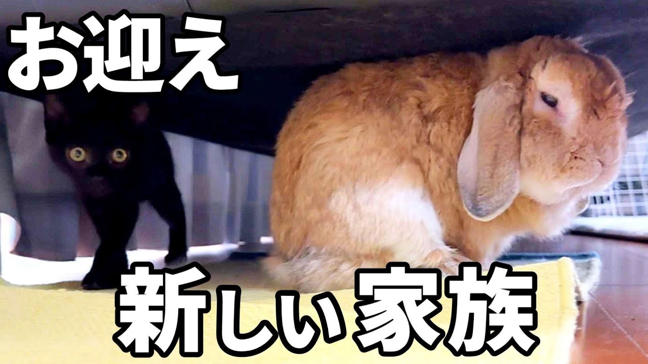 【お知らせ】新しい家族をお迎えしました