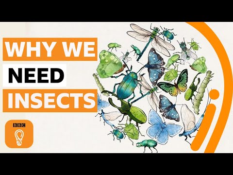 為什麼昆蟲對地球上的生命如此重要？ (Why insects are so crucial to life on Earth | BBC Ideas)
