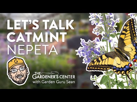 Let's Talk Catmint (Nepeta)🪴 Pro Talk with Sean at The Gardener's Center