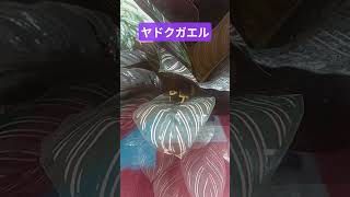 キオビヤドクガエル マダラヤドクガエル
