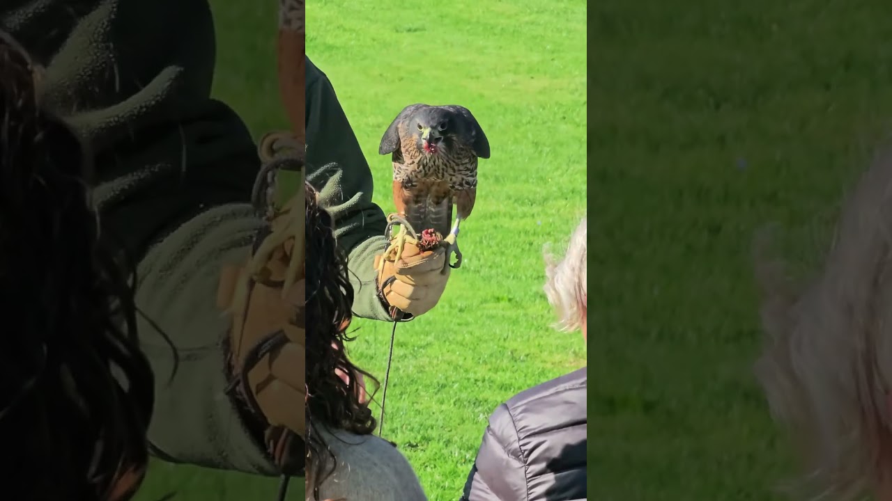 YouTube Short thumbnail