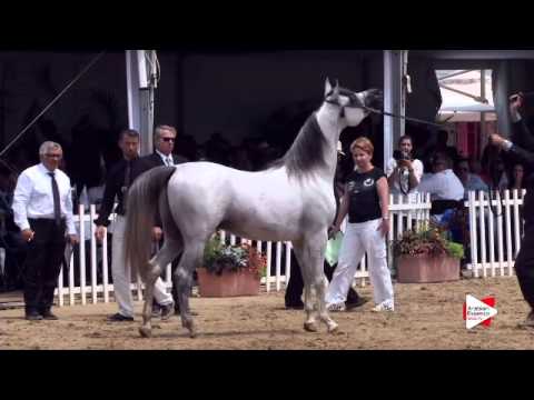 N.122 EQUIBORN KA - Menton 2015 - Colts 3 years old (Class 8)